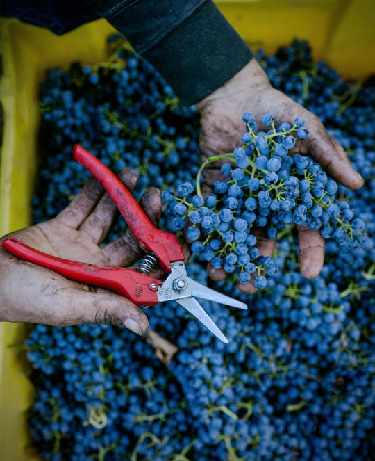 What is a Grape Variety?